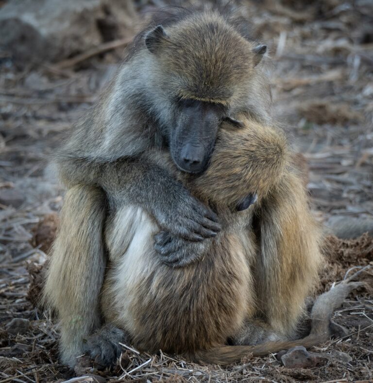 Loving Embrace
