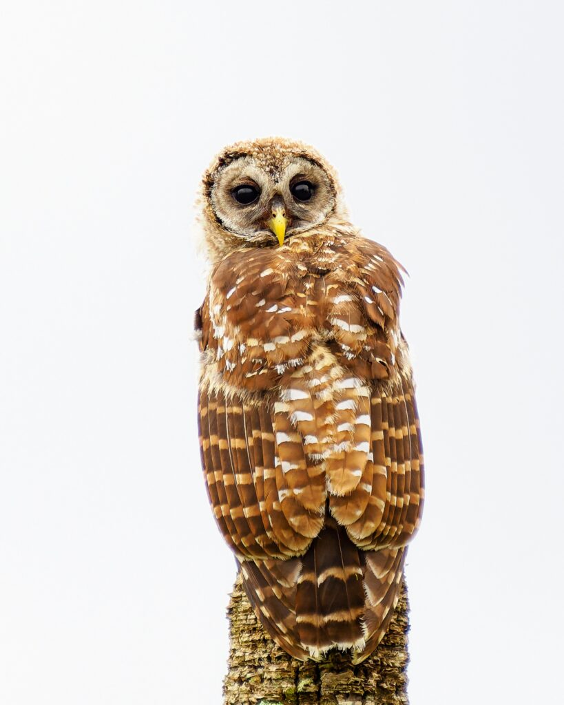 Orlando Wetlands Owl