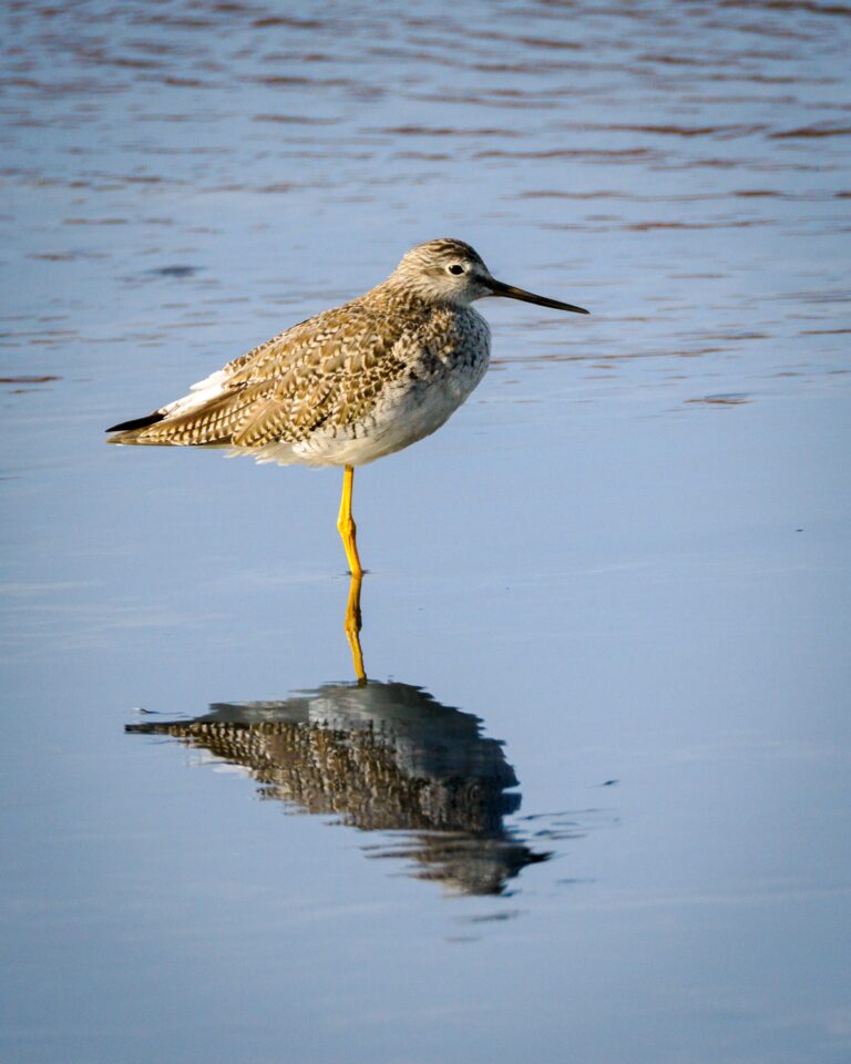 Greater Yellowlegs