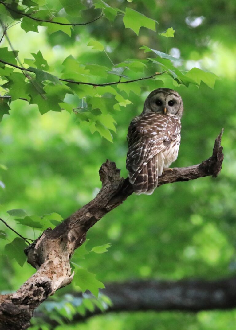 Ben Owl