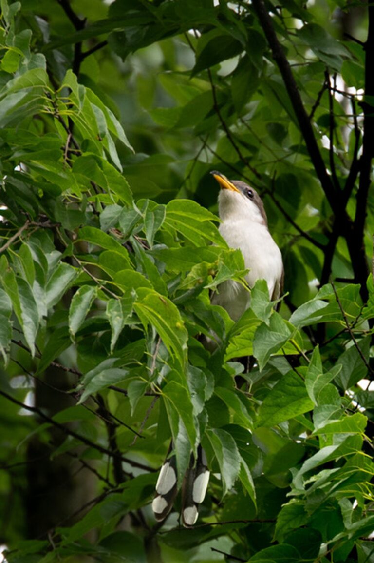 Yellow Billed Cuckoo