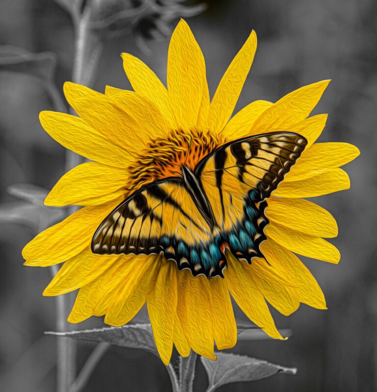 Butterfly