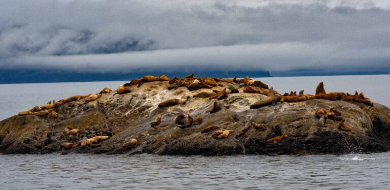 Glacier Bay Seals