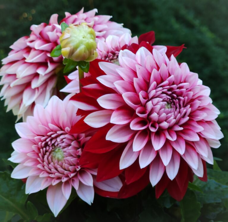 Dahlia
