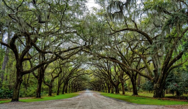 Wormsloe