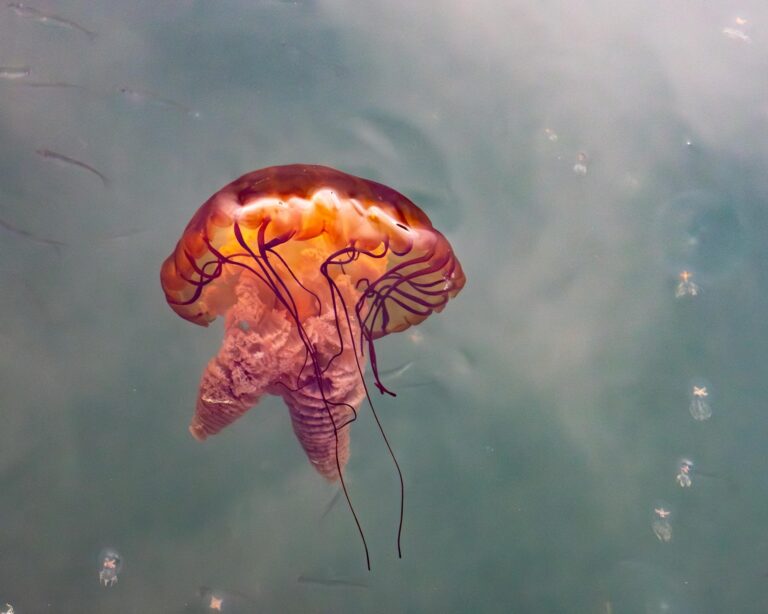 Jelly Fish