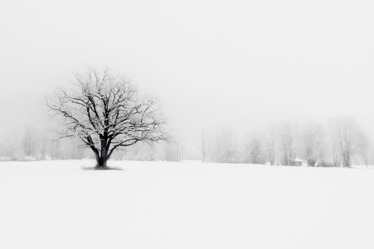 Wolf Tree