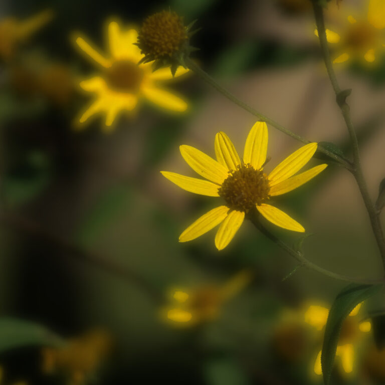 Simple Yellow Flower