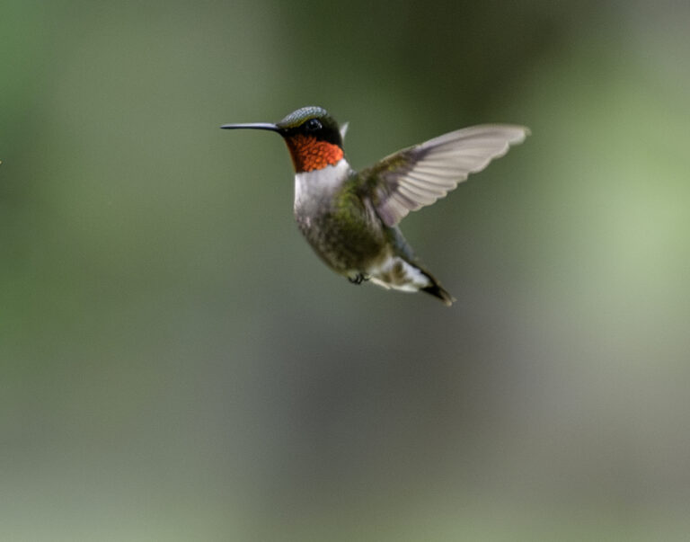 Hummingbird 2