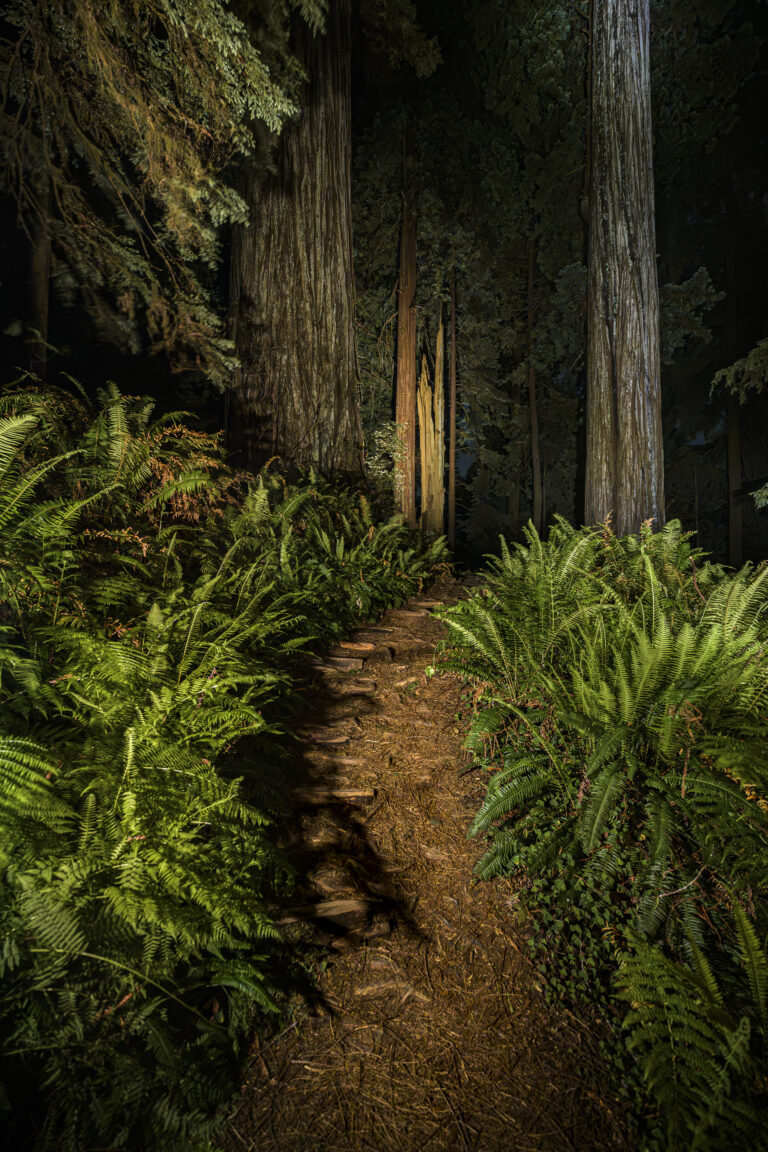 Forest Path