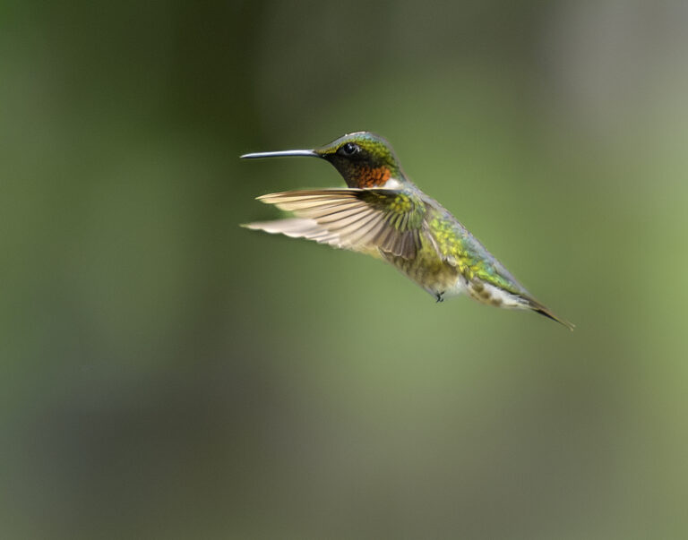 Hummingbird 1