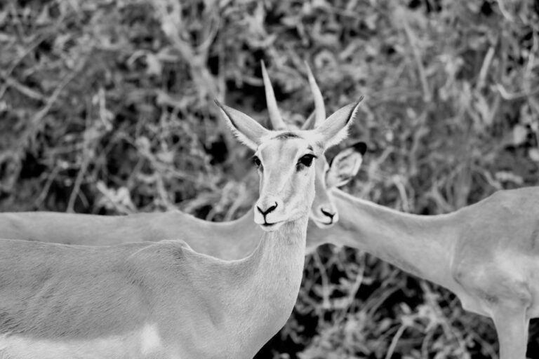 Kudu