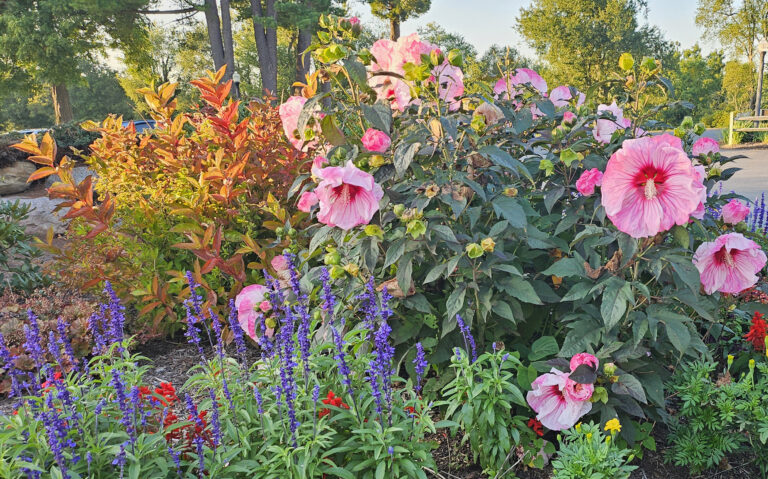 Late Summer Garden
