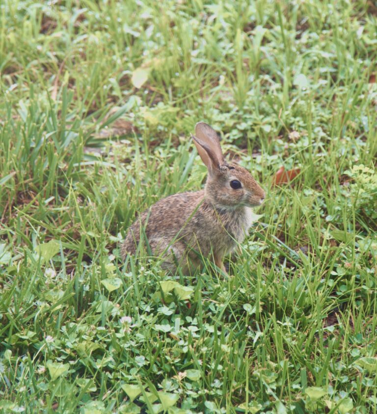 Rabbit in the Clovers