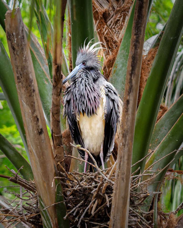 Framed Heron