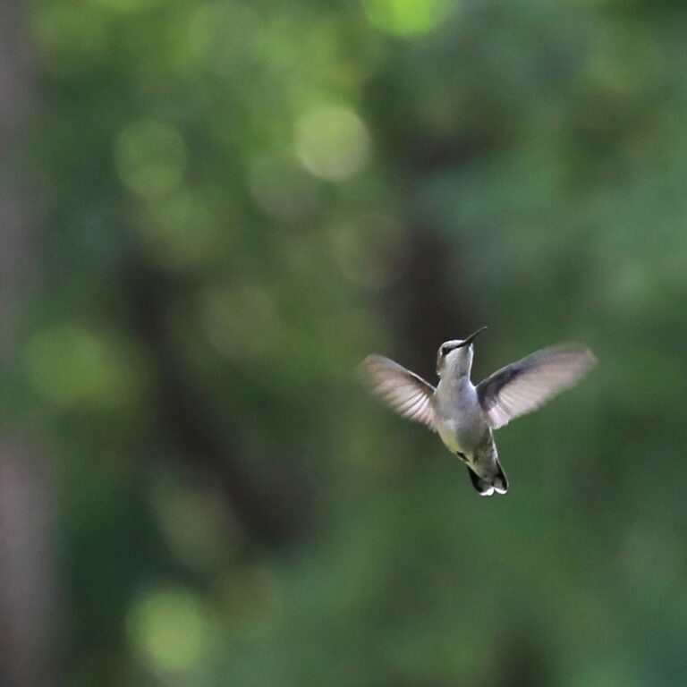 Flying Free